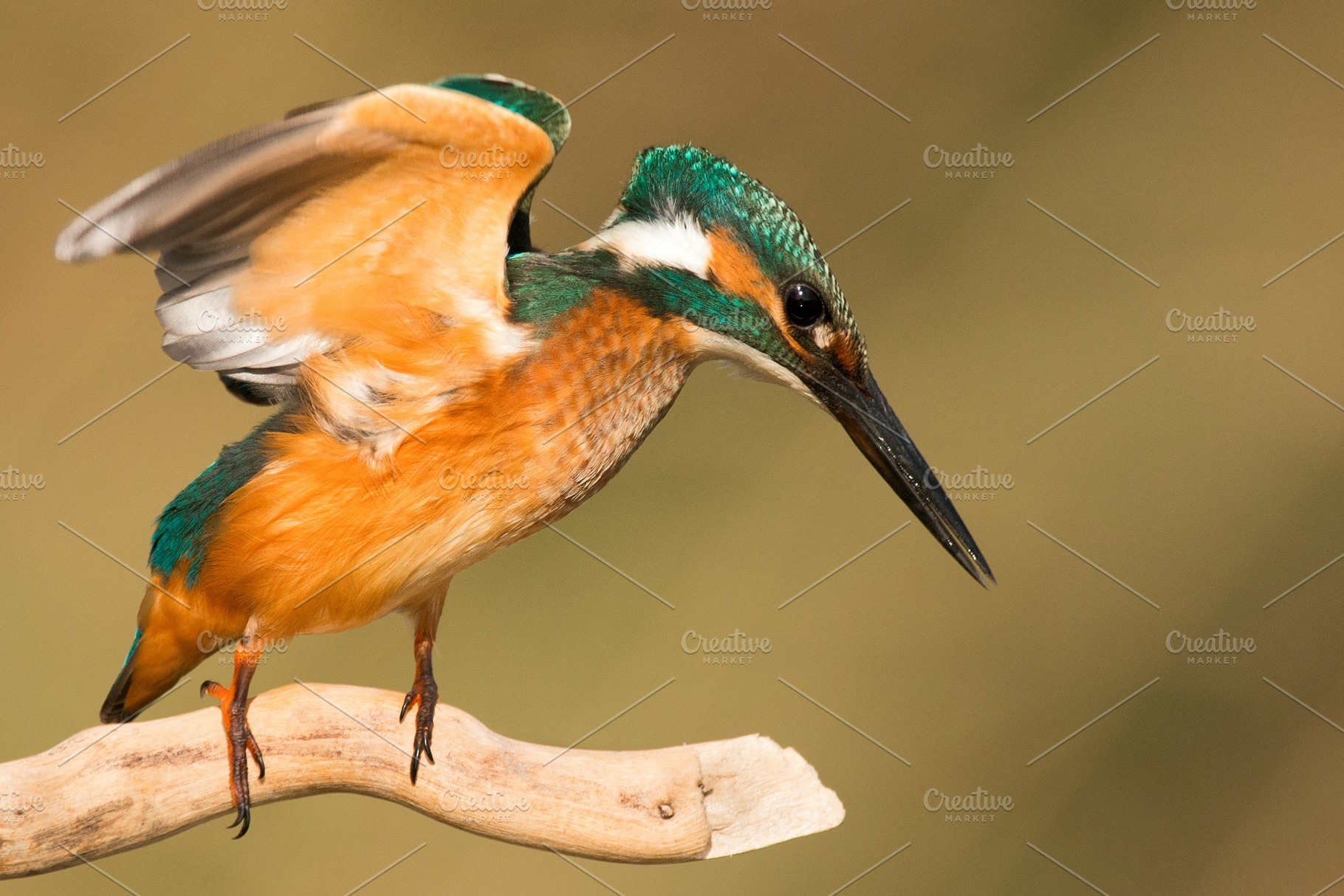 Common kingfisher alcedo atthis containing common, kingfisher, and alcedo, an Animal Photo by MriyaWildlife