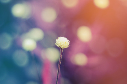 Vintage flower containing vintage, flower, and nature