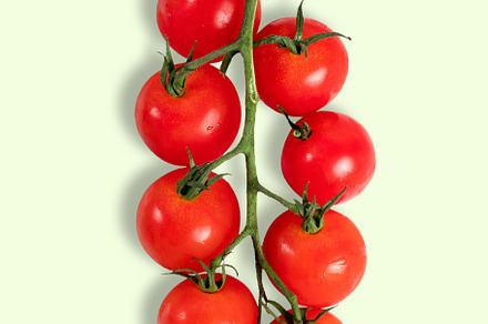 branch of cherry tomatoes, a Food & Drink Photo by Miguel Guasch