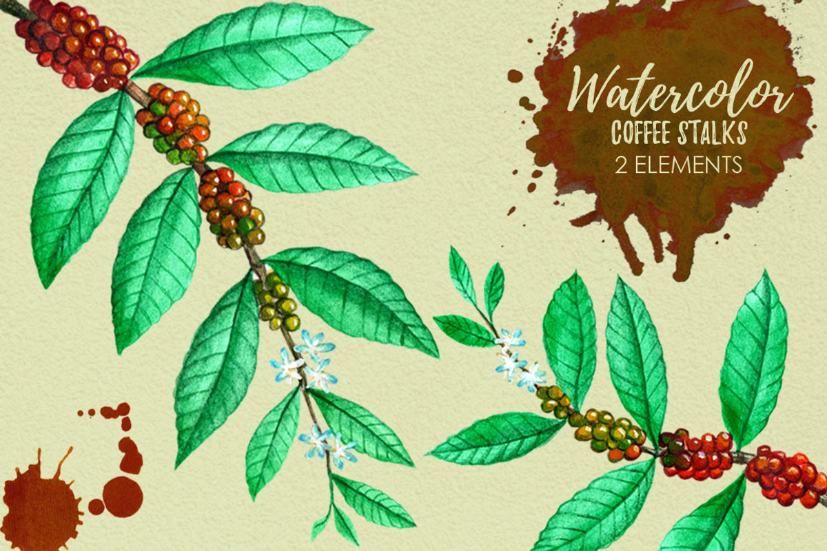 Watercolor Coffee Stains and Stalks, an Illustration by Graphobia (Photo 2 of 10)