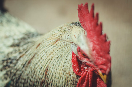 Mr Rooster Containing Rooster Chicken And Chick preview 3