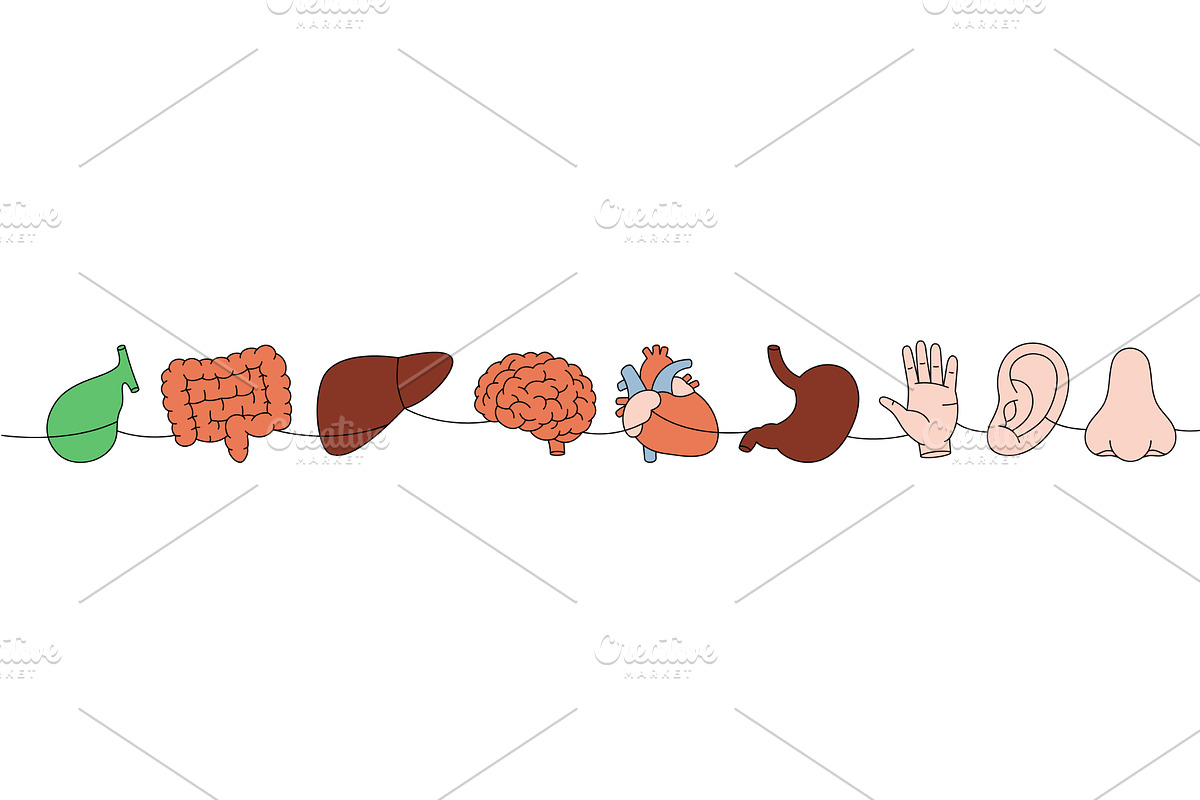 Set of human organ one line colored, an Object Illustration by GraphiShop