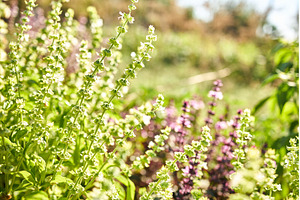 Fresh basil plants bloom in a lush, a Nature Photo by IlliaBondarPhotography