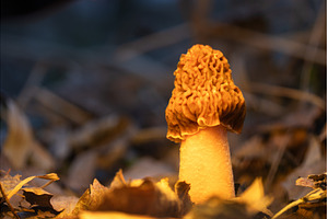 Wild Morel Mushroom Growing in Dry, an Animal Photo by Pakosta