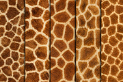 Realistic Giraffe Fur Texture, a Pattern Graphic by Artonix (Thumbnail 2 of 4)