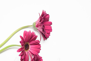 Gerber Daisies on White 