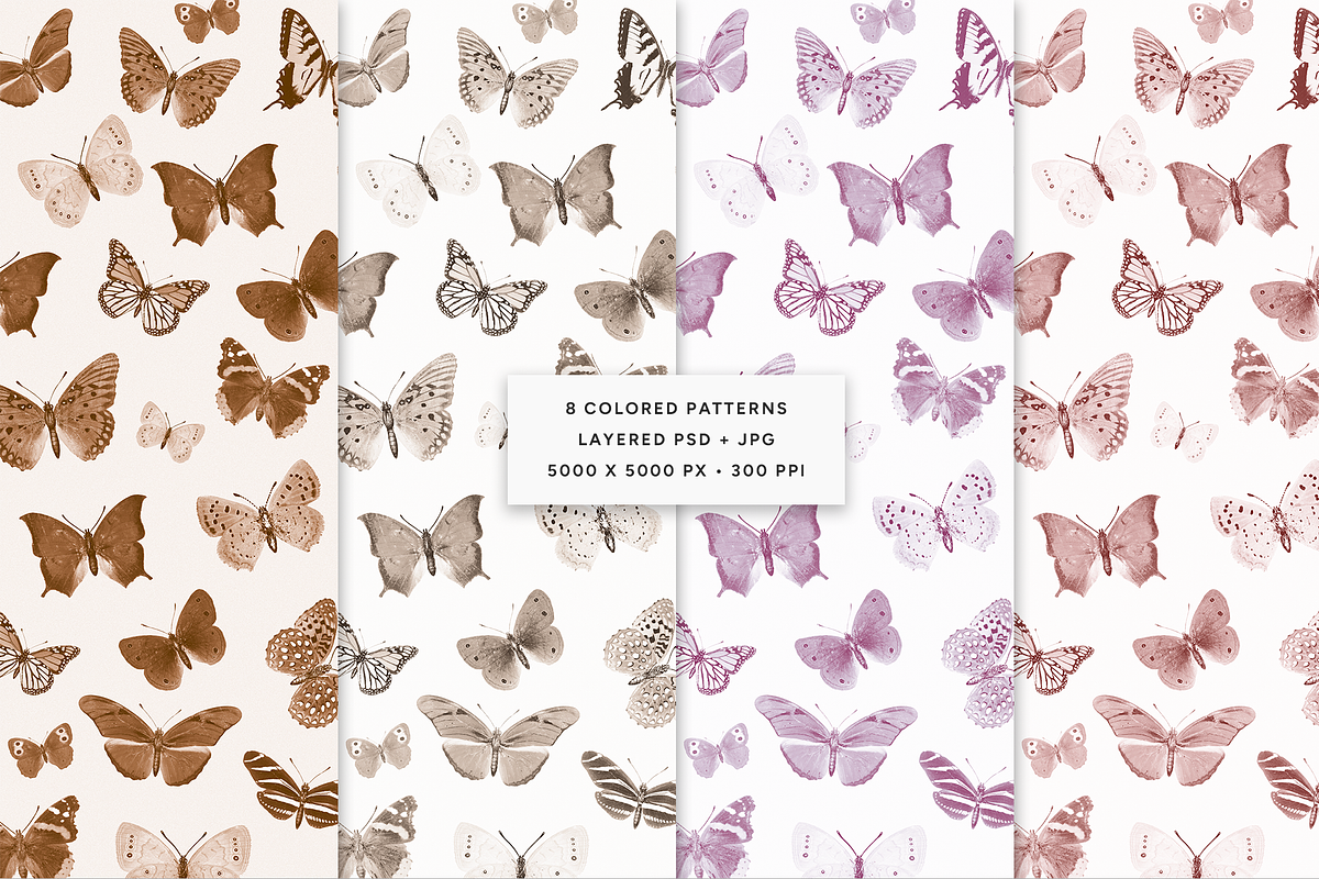 Vintage Butterflies Illustrations, an Animal Illustration by MargauxQuercy (Photo 6 of 7)
