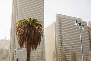 Palm tree on the embarcadero featuring palm tree, tree, and embarcadero