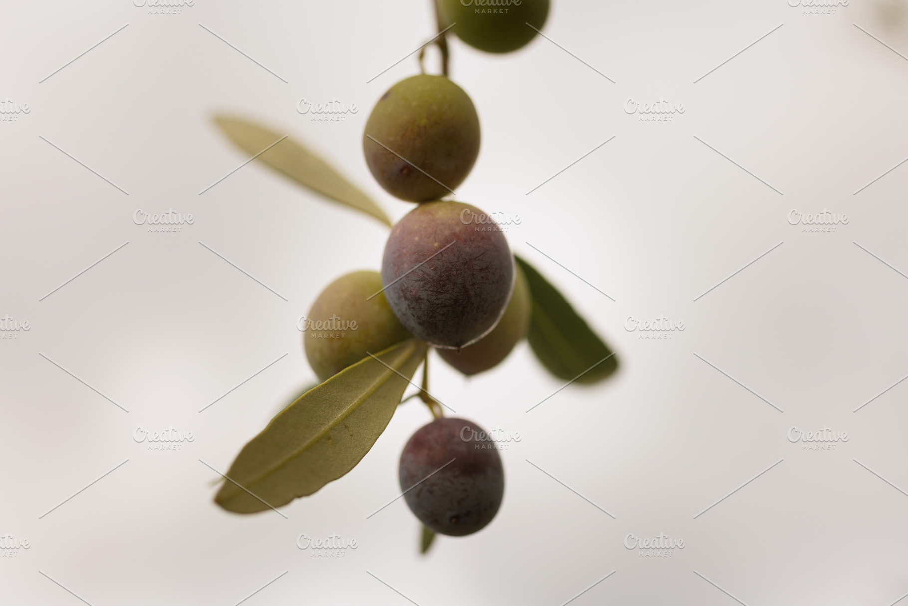 Olives vertes et noires dans un olivier, a Nature Photo by Bepslabor