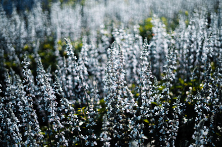 White and blue flowers in the spring garden, a Nature Photo by Art Rachen