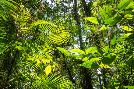 Lush rainforest canopy in Cuyabeno Reserve, Ecuador, a Nature Photo by GoodGoods