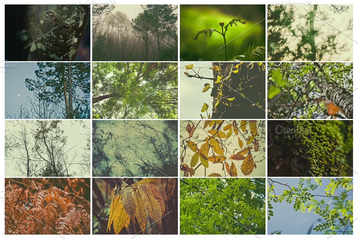 THE FOREST COLLECTION iseeyouphoto, a Nature Photo by ISEEYOUPATTERN (Photo 4 of 5)