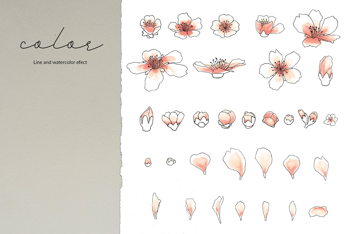 Almond Blossom, an Illustration by R.DesignStudio (Photo 5 of 11)