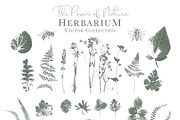 Herbarium: Vector Labels, a Business Card Template by Lumitar (Thumbnail 8 of 8)