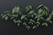 The BroadLeaf Taro Bush, a Plants & Tree 3D Model by FuturePastCreatives (Thumbnail 1 of 19)