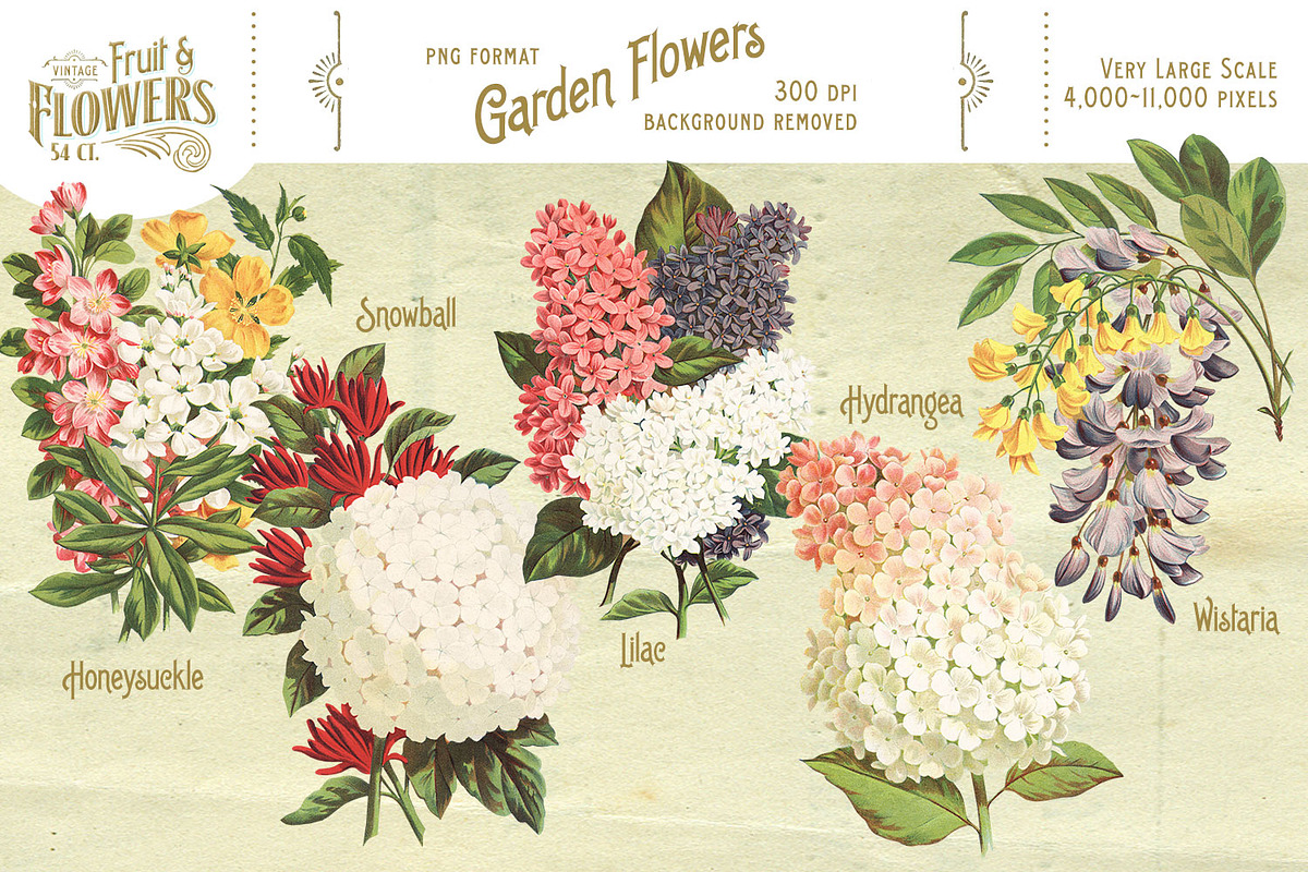 MASSIVE Vintage Fruit and Flowers, an Object Graphic by Eclectic Anthology (Photo 4 of 12)