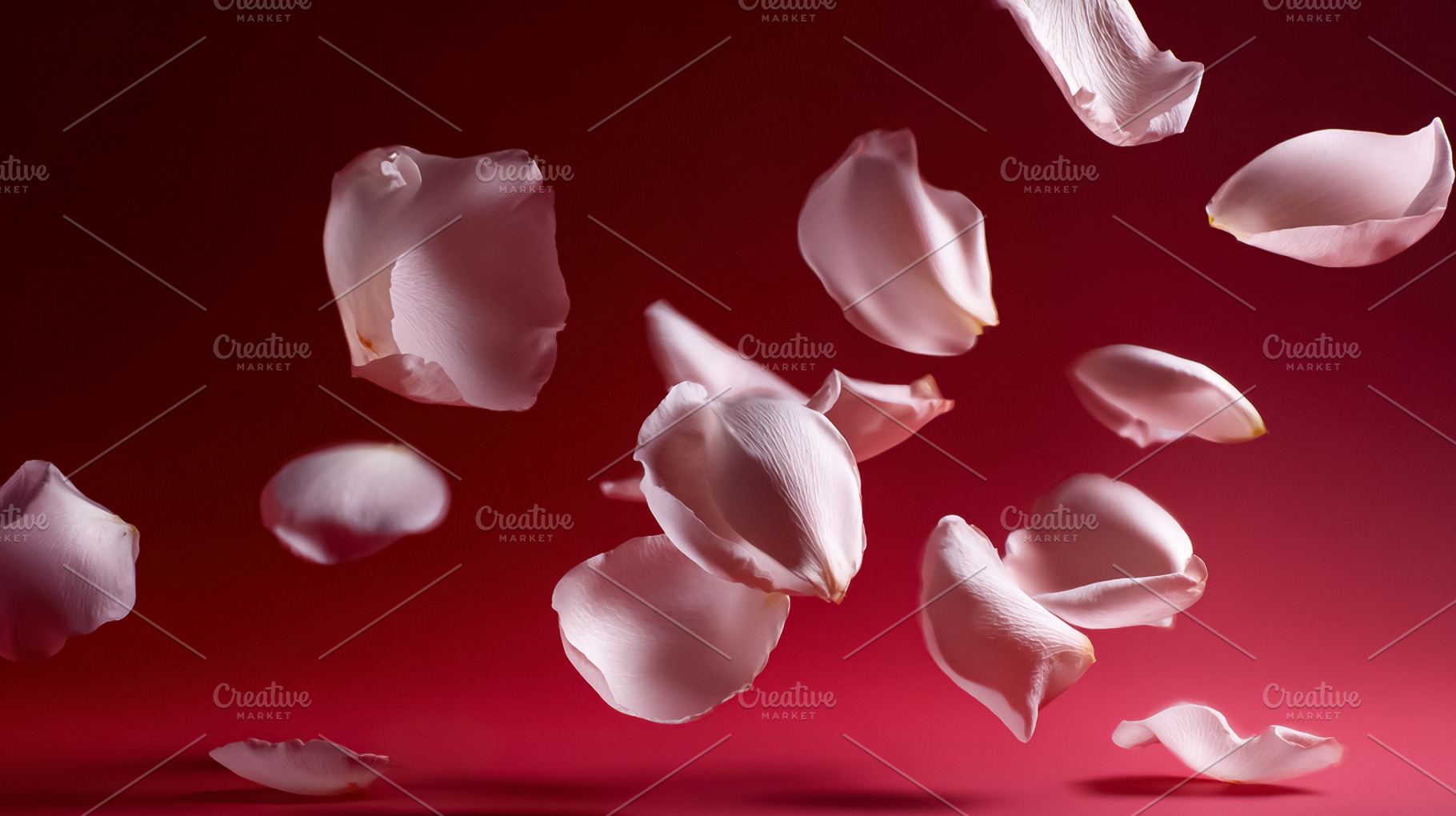 Floating rose petals falling and landing on a crimson surface, s, a Photo by Studio ANNA
