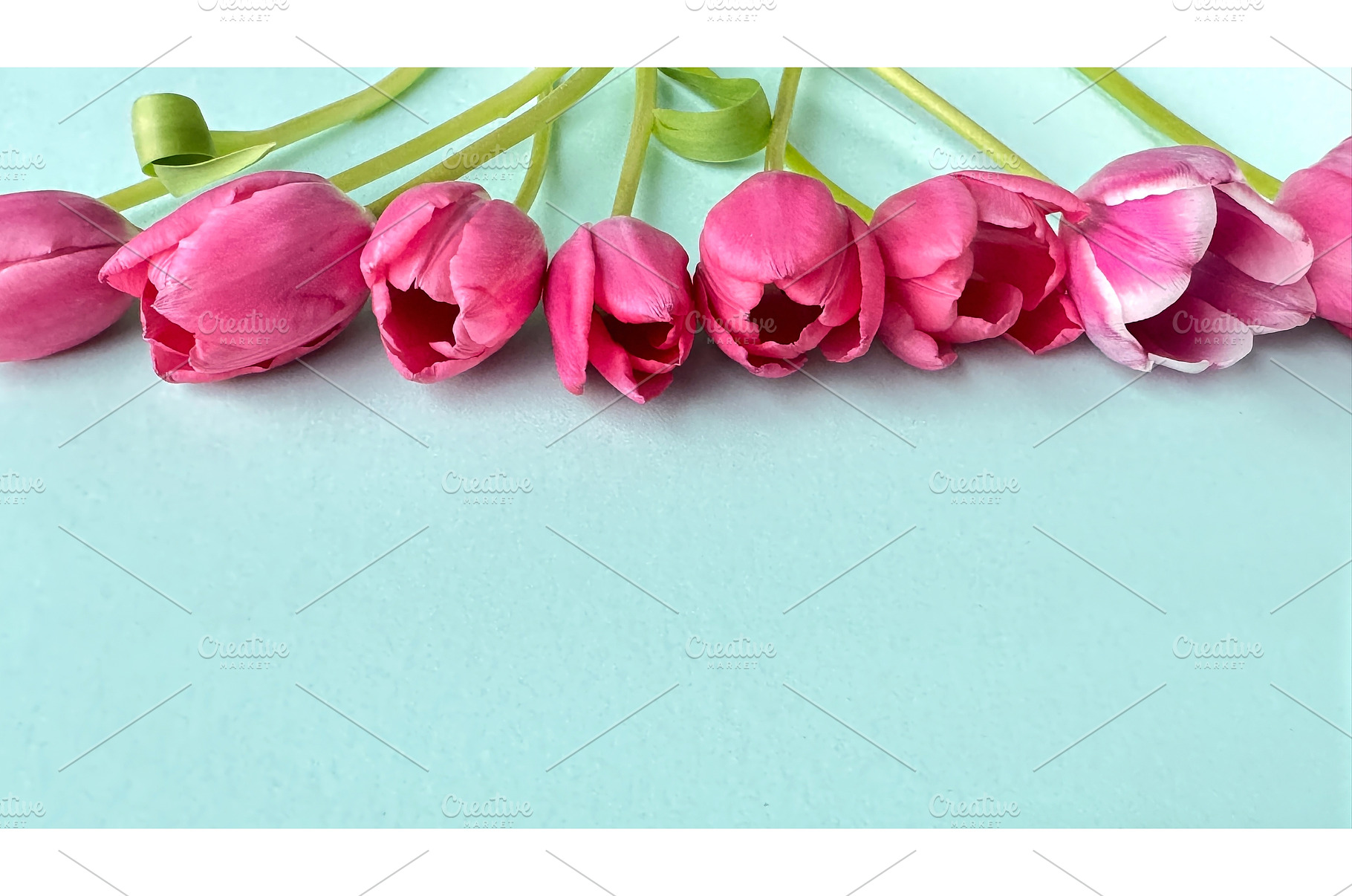 Row of pink tulips with green stems, a Photo by tilialucida