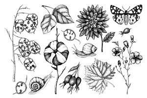 Autumn Plants. Fall Food Sketches.