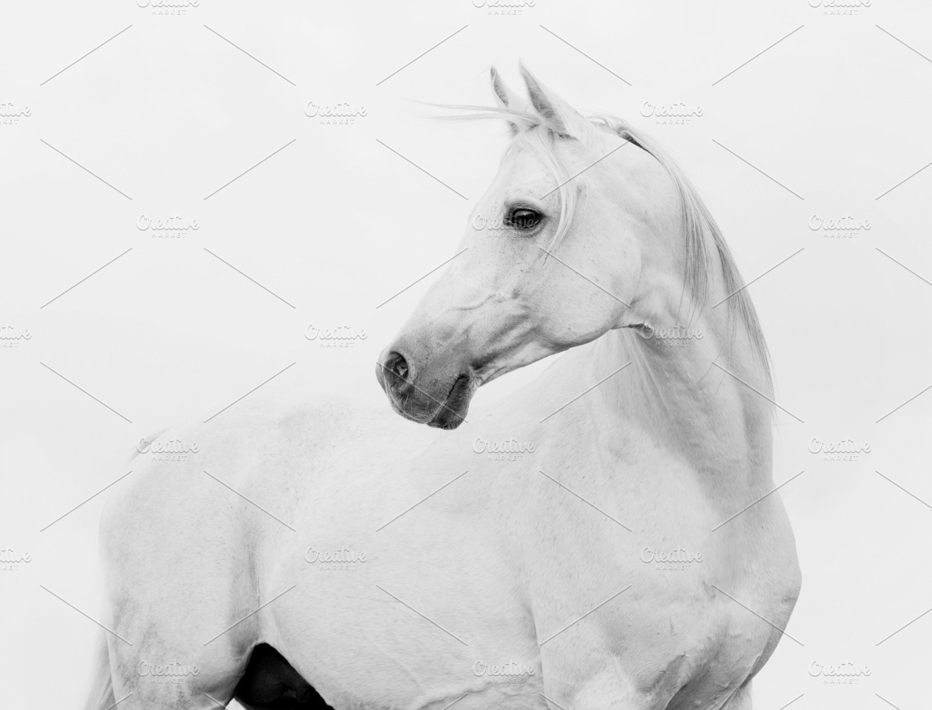 White arabian horse in high key, an Animal Photo by Olgait
