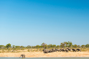 Elephant Herd, an Animal Photo by THP Creative
