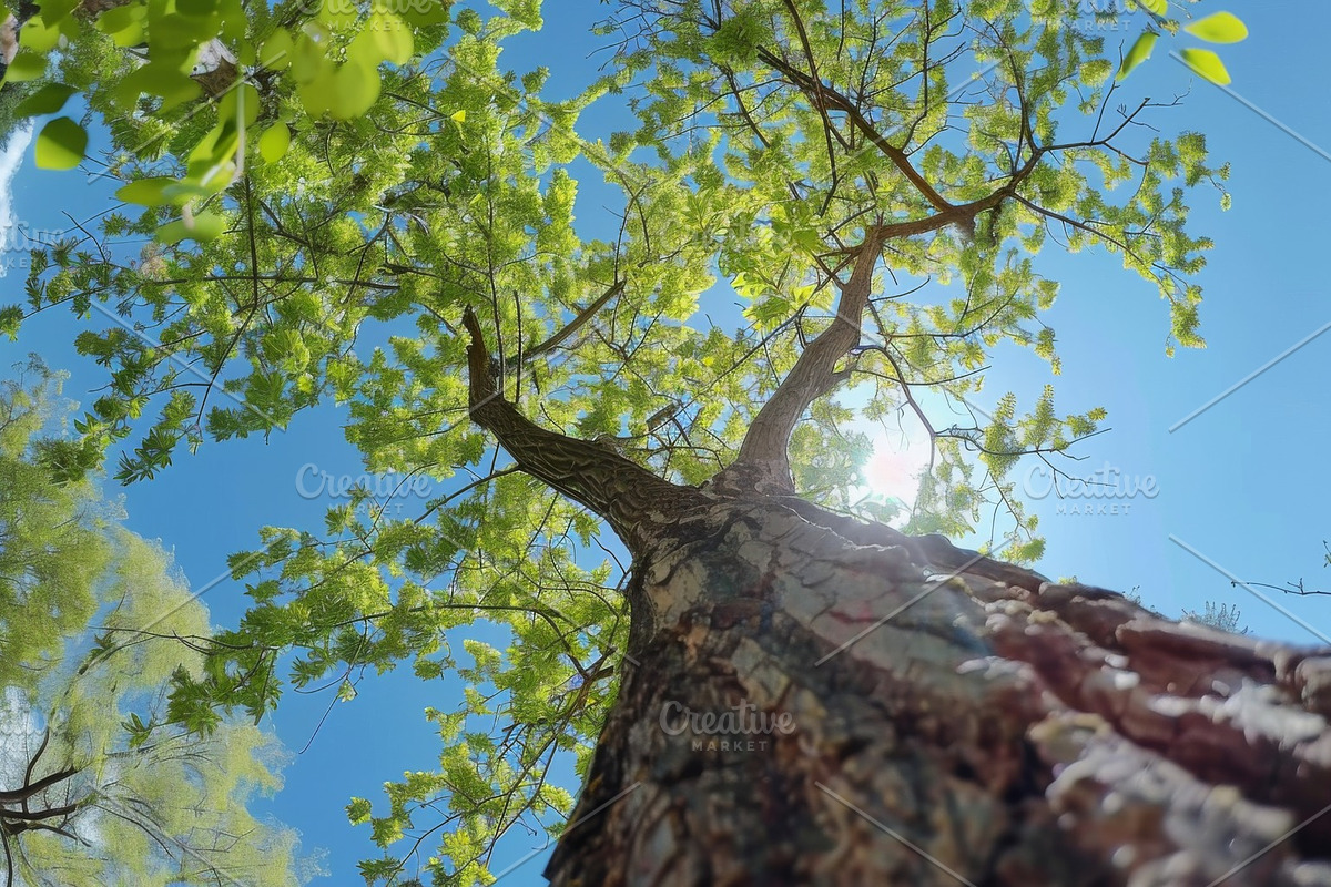98 Trees view from below, a Nature Photo by Handmadefont (Photo 32 of 98)