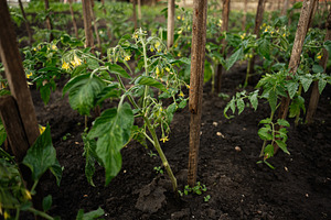 Growing tomato plants staked with wooden supports in a garden setting, a Photo by AS photostudio