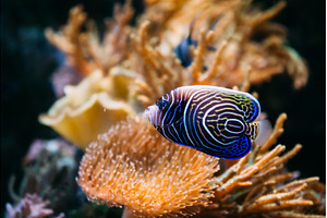 Pomacanthus navarchus blue angel sea, an Animal Photo by Our Amazing World