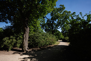 Peaceful park trail surrounded by lush trees on a sunny day, a Photo by AS photostudio