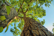98 Trees view from below, a Nature Photo by Handmadefont (Thumbnail 66 of 98)