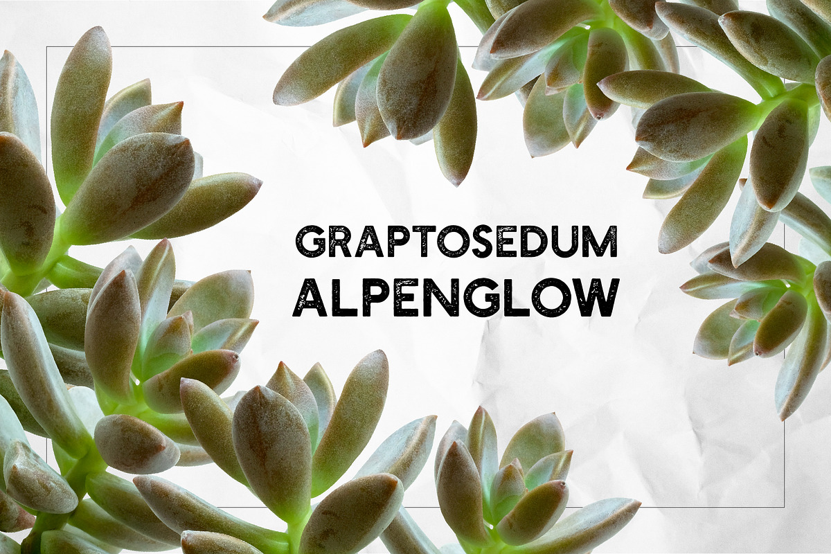 Succulents - Real Botanic Specimens, an Object Graphic by Turning Moss (Photo 9 of 12)