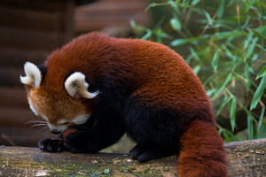 Japan panda featuring ailurus, animal, and asia