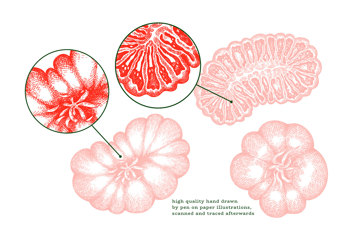 Tomato Farm Vector Collection, a Food Illustration by Lubov Illustrations Shop (Photo 3 of 13)