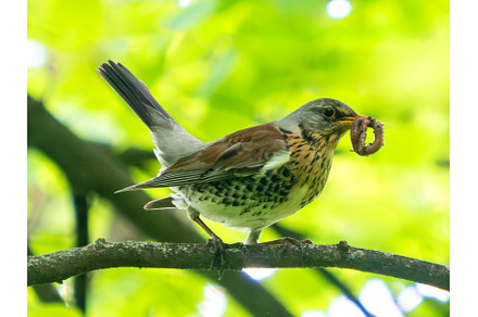 Fieldfare with earthworm in beak, a Nature Photo by Fascinadora