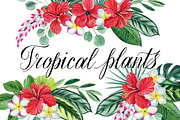 Tropical plants set, an Illustration by Watercolor life (Thumbnail 1 of 13)