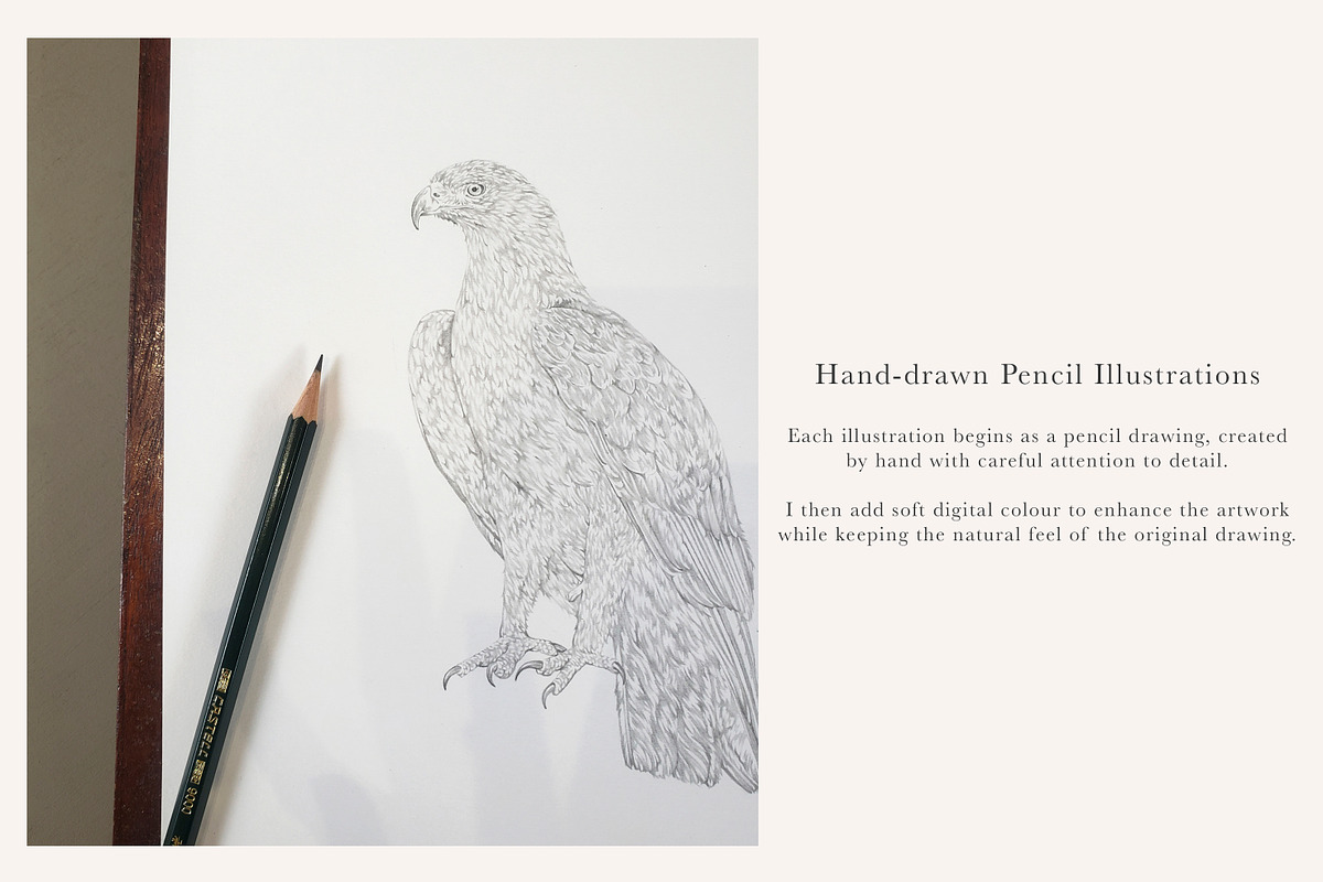 British Wildlife Species Set - PNGs, an Animal Illustration by LaurenFittonIllustration (Photo 9 of 10)