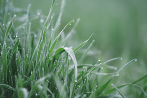 dew on the grass , foggy early morning
