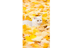 Cat lying amidst golden autumn, an Animal Photo by Lermont51