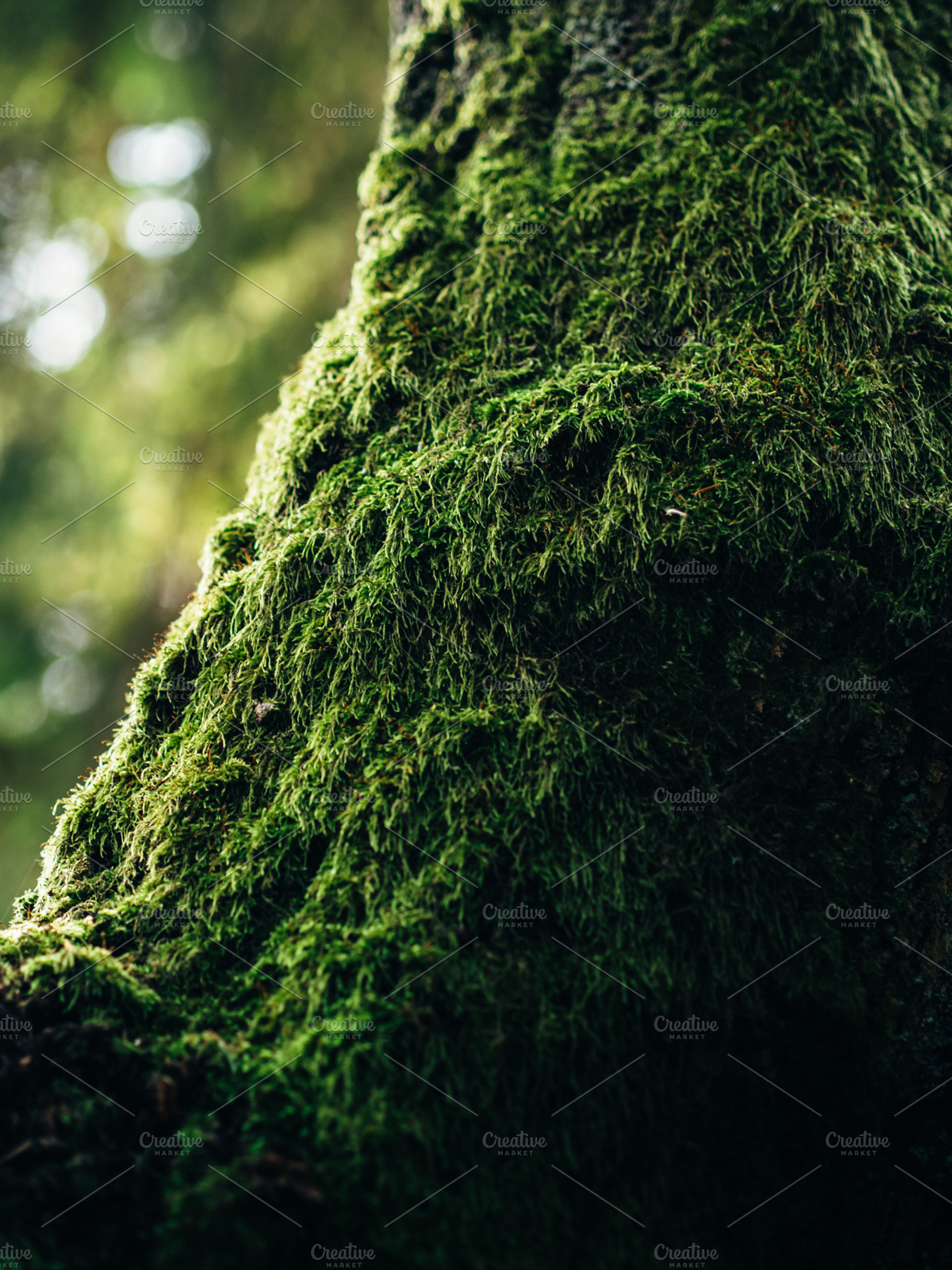 Moss on an old tree, a Food & Drink Photo by Pawel Kadysz