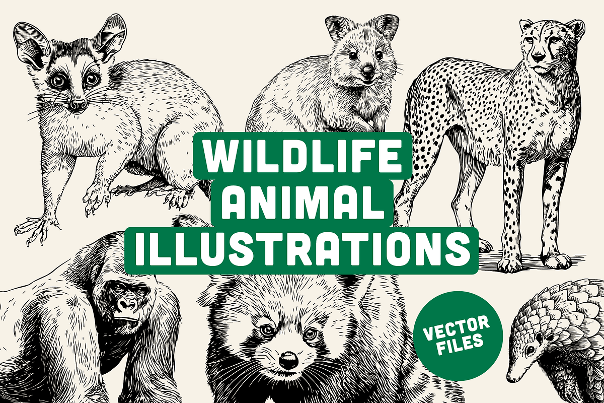60 Wildlife Animal Illustrations, an Animal Illustration by Vectorian (Photo 1 of 6)
