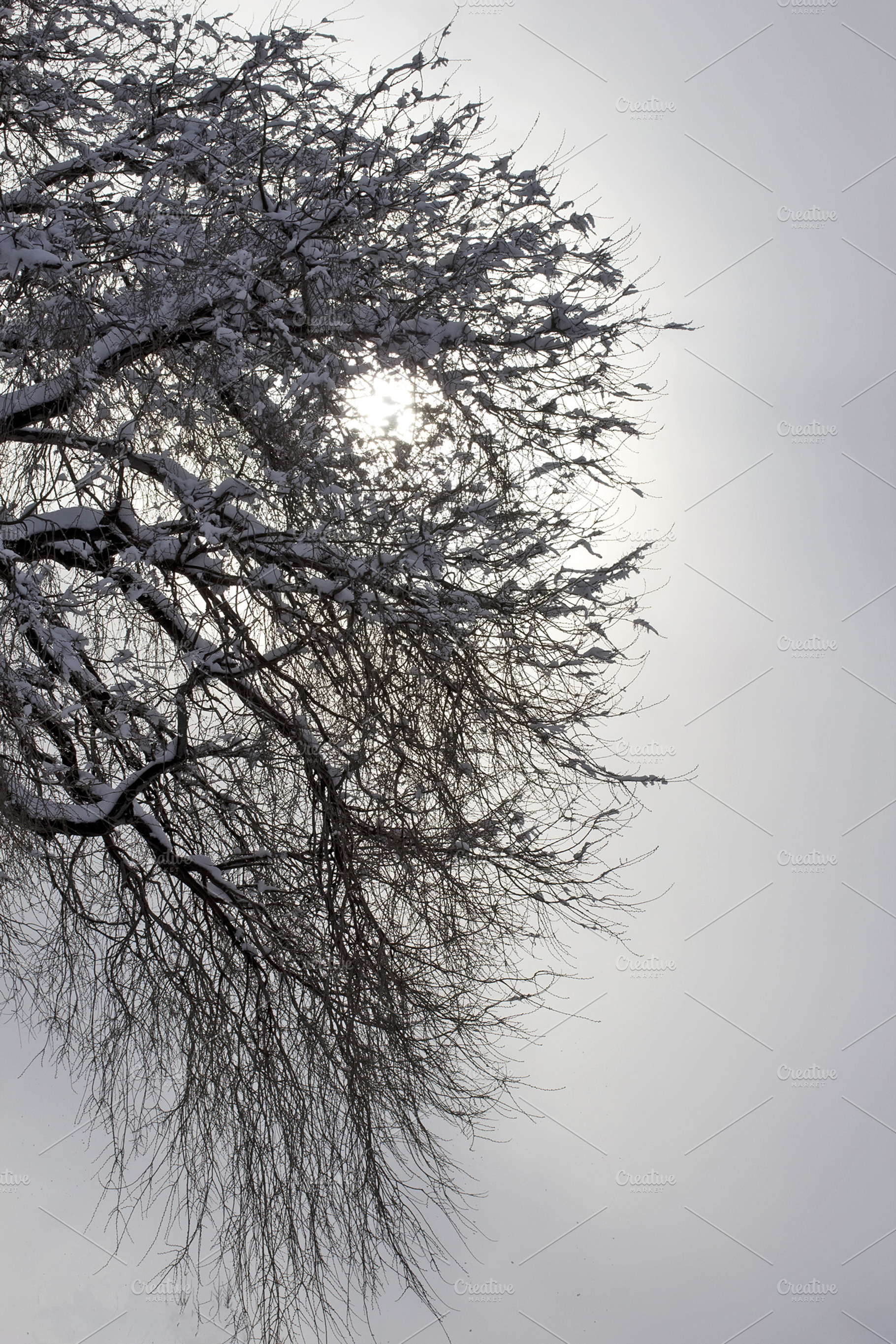 Winter Tree Featuring Picture Photo And Image