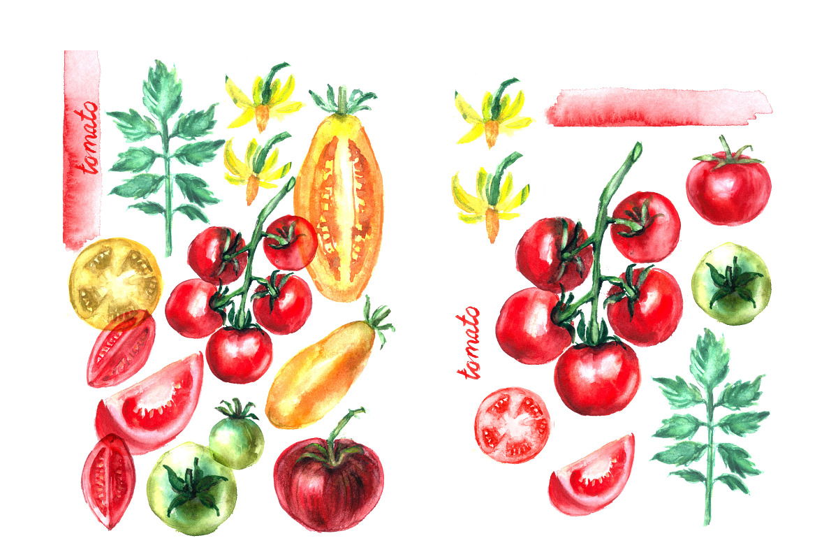 Watercolor vegetables. Tomato., a Food Illustration by katya.bogina (Photo 2 of 4)