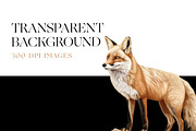 Fox Illustration Clipart, Arctic Fox, an Animal Illustration by BrushstrokeArtGB (Thumbnail 7 of 9)