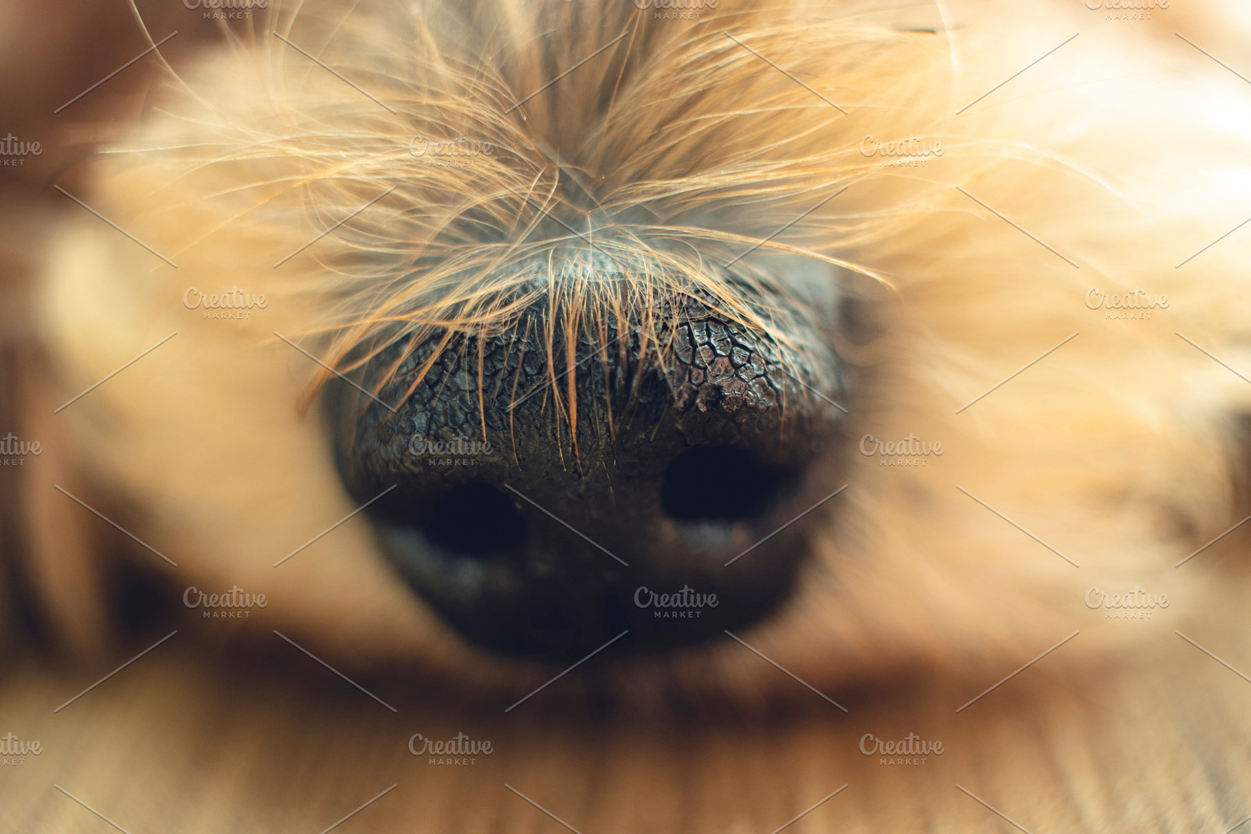 Sweet Little Dog Nose Closeup, an Animal Photo by René Jordaan Photography