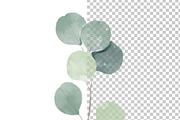 Watercolor Eucalyptus clipart, an Illustration by NKTKNS (Thumbnail 6 of 7)