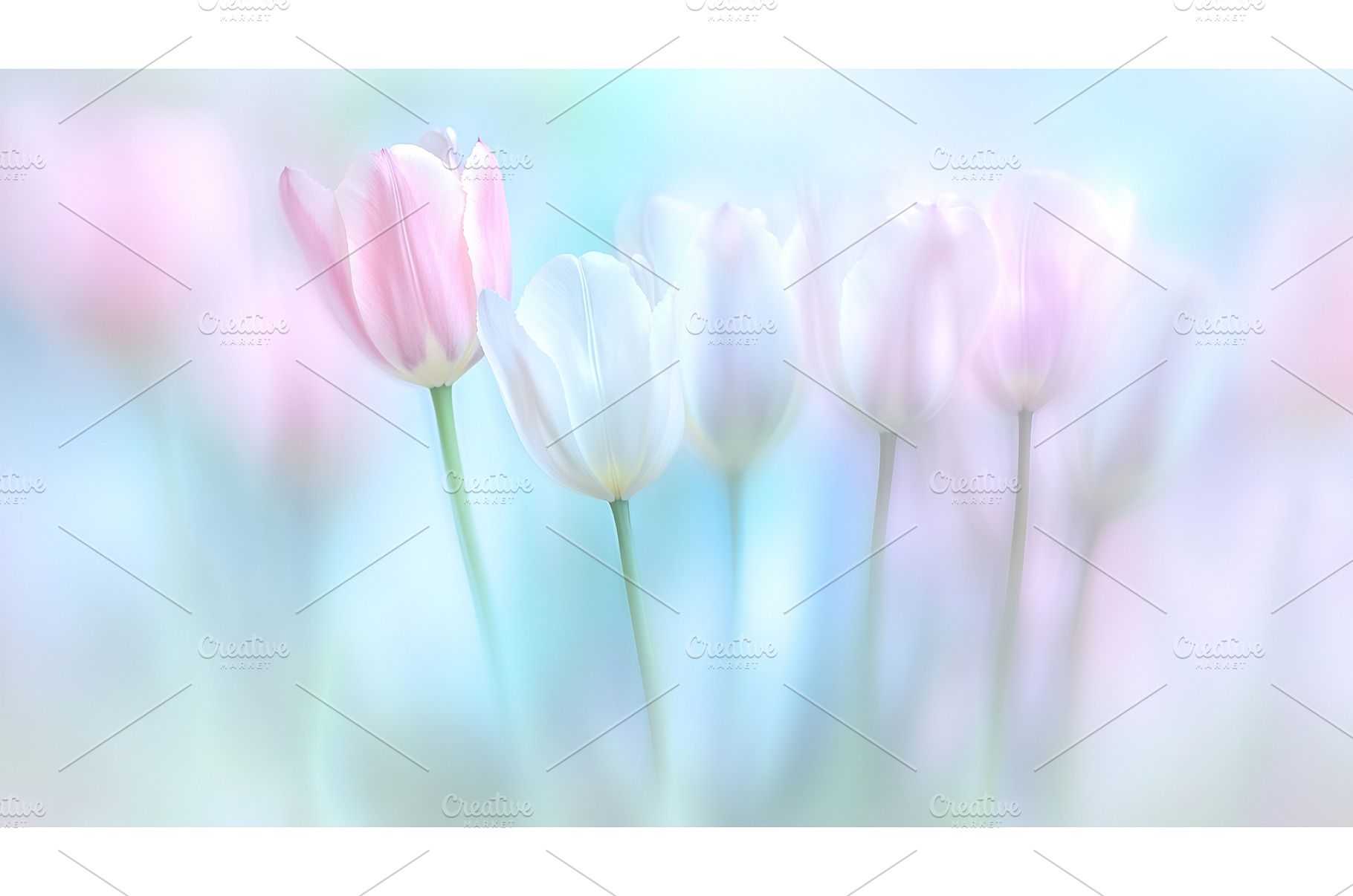Soft pastel tulips in dreamy light, a Nature Photo by Lermont51