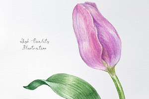 Watercolor Tulip Flower Clipart