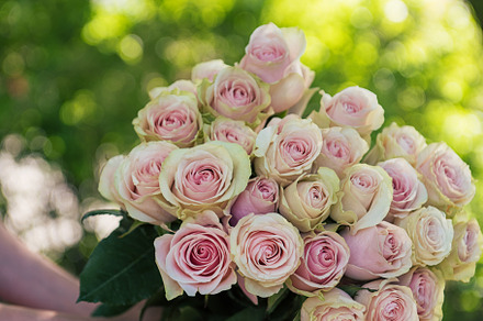Female hands holding beauty bouquet of red roses stock photo containing, a Nature Photo by Jan Jack Russo Media
