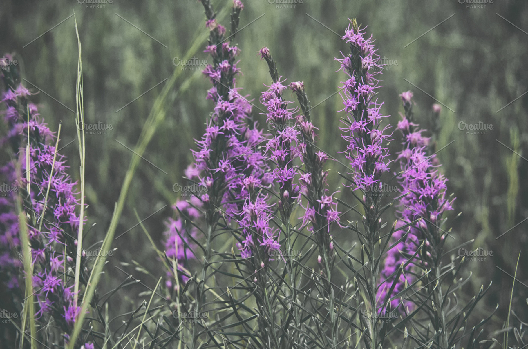 Sage Flowers In Full Bloom, a Nature Photo by tiffany.mueller