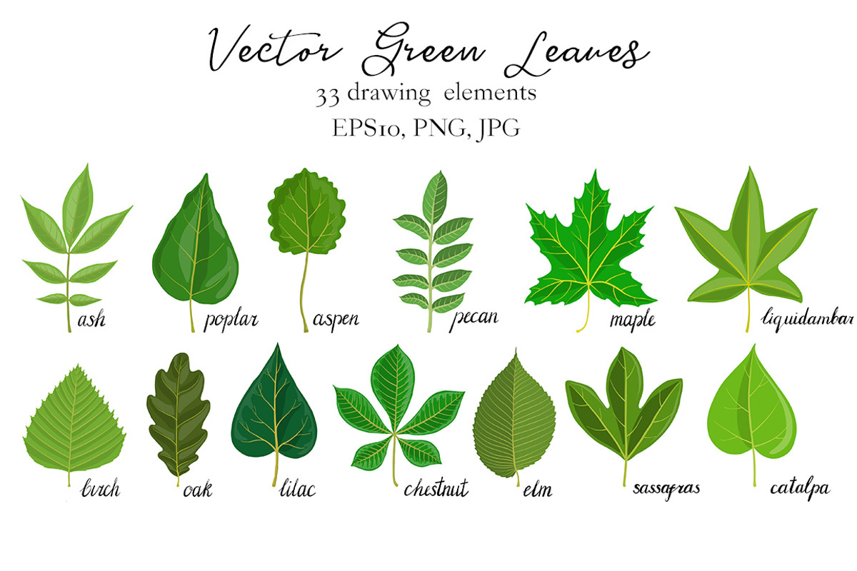 Vector Green Leaves, an Illustration by cat_arch_angel (Photo 2 of 4)
